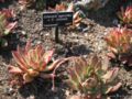 Echeveria albicans x E. colorata