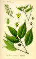 European Hackberry (Celtis australis) from Thomé, Flora von Deutschland, Österreich und der Schweiz (1885)