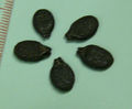 Luffa acutangula seeds. Each division of the ruler is 1 mm. Seeds of Luffa aegyptica look very similar.