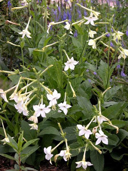 File:Nicotiana alata1By Carl E Lewis.jpg