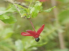 Ochna serrulata