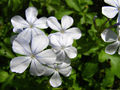 Thumbnail for version as of 23:43, 23 September 2008