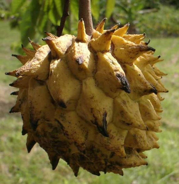 File:Rollinia2cropped-fruitlovers.jpg
