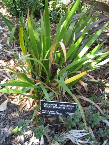 File:Xeronema callistemon-poor knights lily-IMG 0614 hunt07.jpg