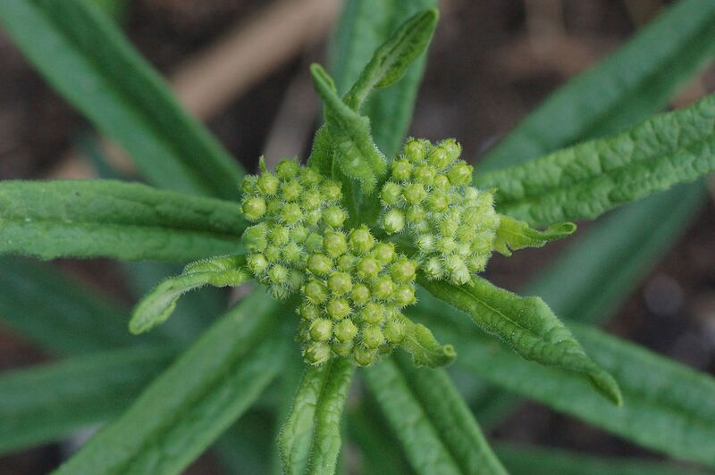 File:1024px-Butterfly Weed Asclepias tuberosa Flower Buds 3008px.jpg