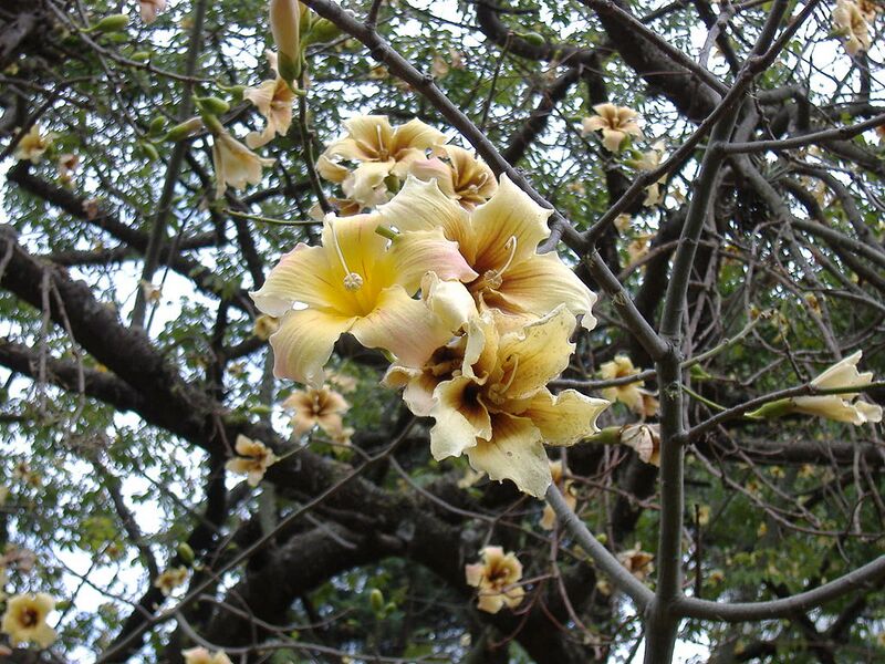 File:1024px-Ceiba chodatii flowers.jpg