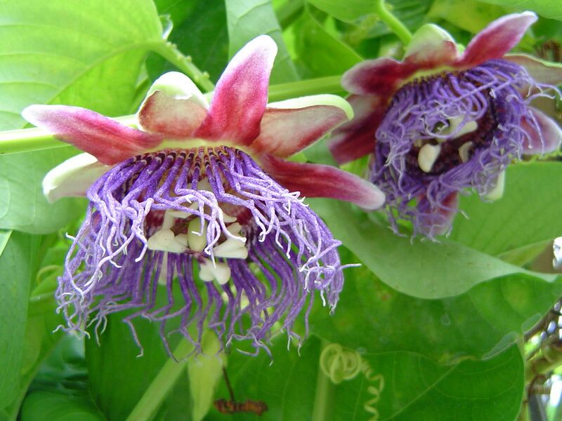 File:1024px-Passiflora quadrangularis1644531062.jpg