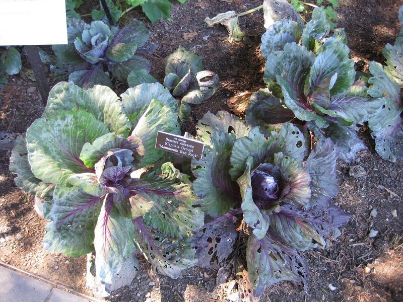 File:1280px-IMG 0380 nybg09.jpg