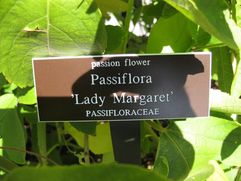 File:1280px-IMG 0436 nybg09.jpg