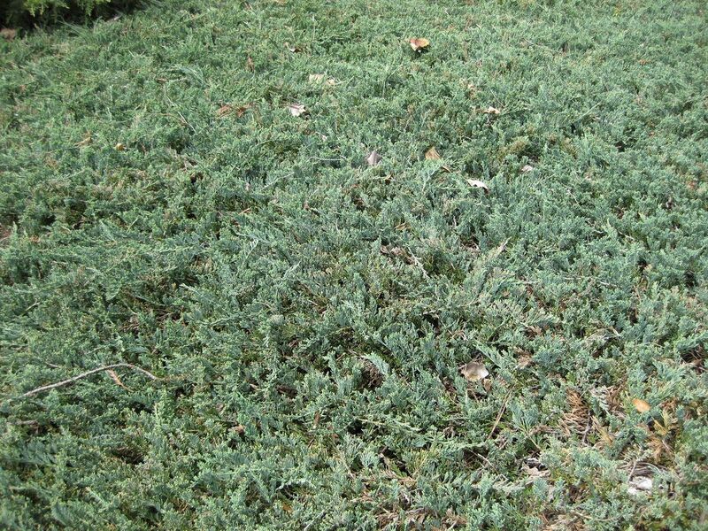 File:1280px-IMG 4471 hunt0904.jpg