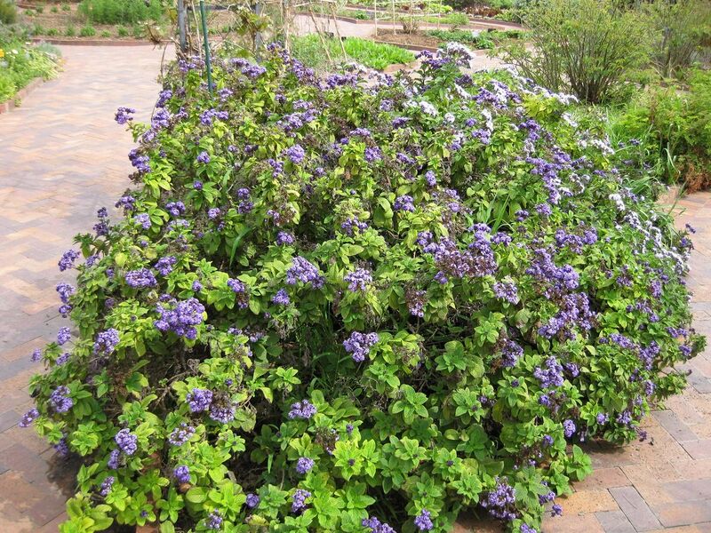 File:1280px-IMG 5277 hunt0904.jpg