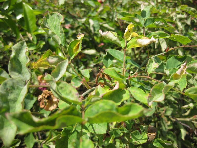 File:1280px-IMG 7702 hunt09jun.jpg