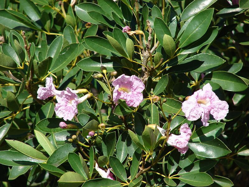 File:1280px-Starr 061206-1951 Tabebuia rosea.jpg
