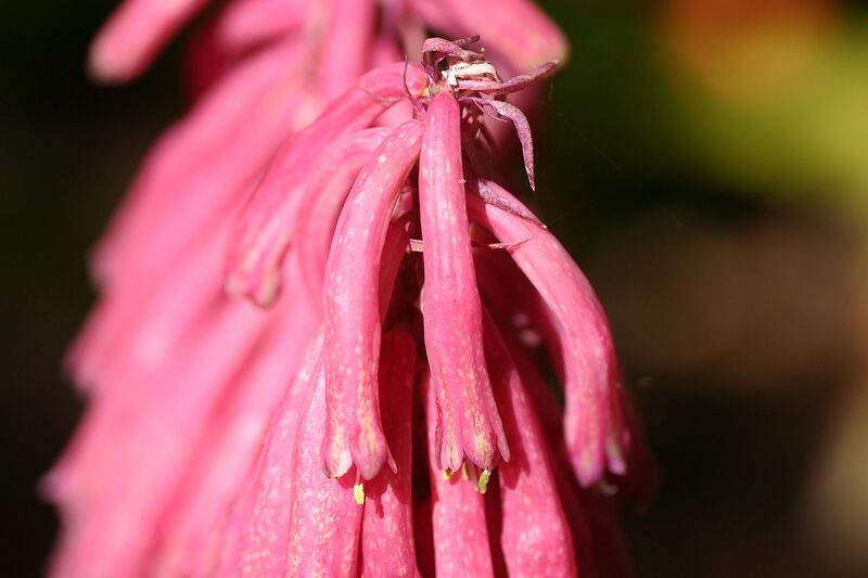 File:1280px-Veltheimia bracteata 1.jpg