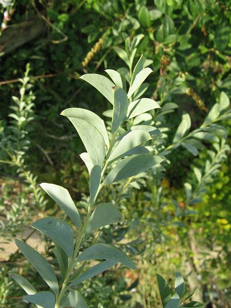 File:576px-Acacia cultriformis2.jpg