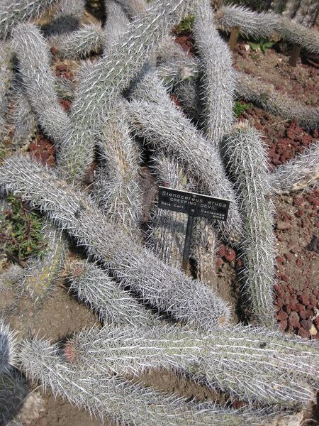 File:576px-IMG 4423 hunt0904.jpg