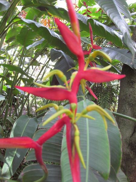 File:576px-IMG 7507 hunt09jun.jpg