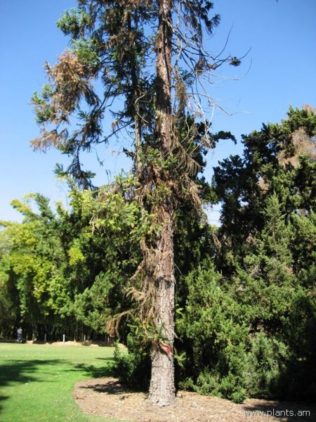 File:Araucaria angustifolia-parana pine-IMG 0600 hunt07.jpg