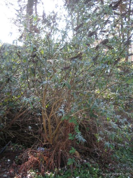 File:Buddleja davidii-black knight butterfly bush-IMG 7855 sfbg0308.jpg