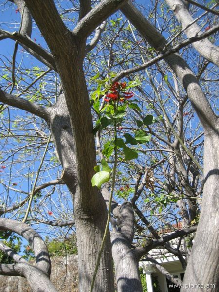 File:Erythrina x sykesii-IMG 0231 hunt07.jpg