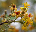 Grewia damine flowers