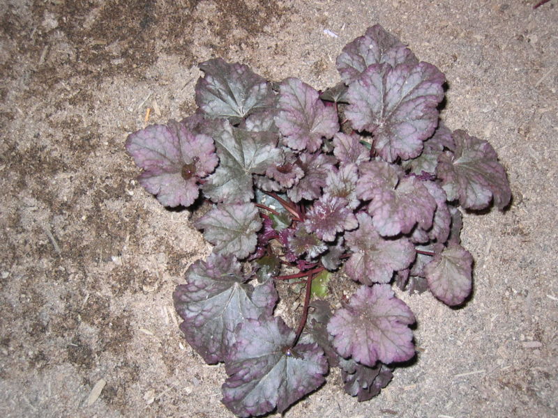 File:Heuchera Starry Night garden show.jpg