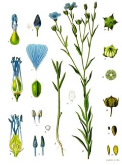 Common Flax