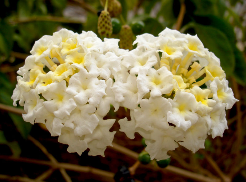 File:Lantana-9857.jpg