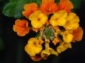 Texas Lantana (L. urticoides)