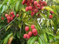 Fruit on tree