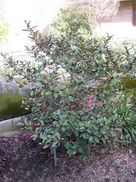 File:Michelia yunnanensis-IMG 7465 sfbg0308.jpg