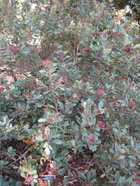 File:Photinia prionophylla-IMG 8058 sfbg0308.jpg
