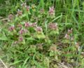 Lamium purpureum