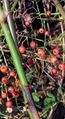 Rosa multiflora hips