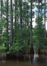 Bald Cypress forest