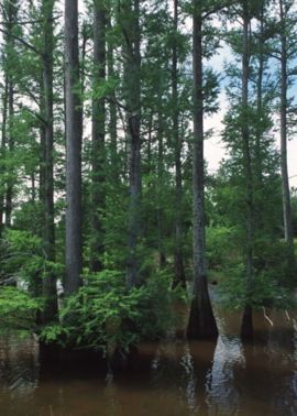 Bald Cypress forest in a central Mississippi lake