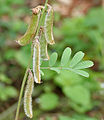 Tephrosia villosa in Hyderabad, India.