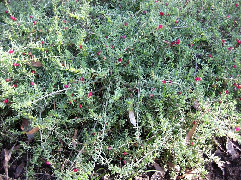 File:1024px-IMG 2047 hunt09oct.jpg