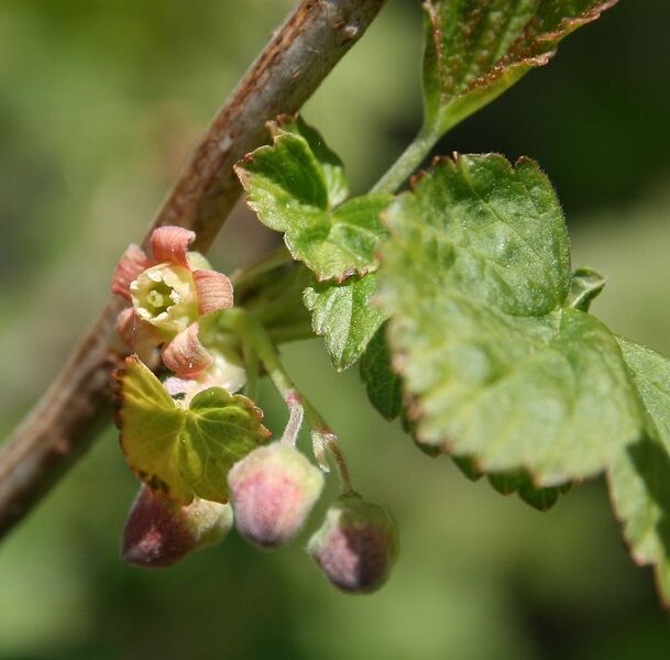 File:1040px-Ribes nigrum mustaherukka kukka.jpg
