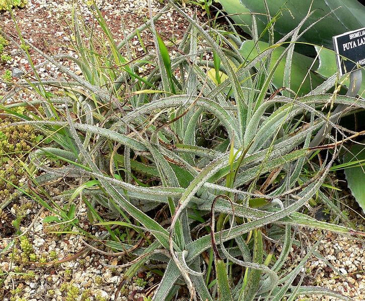 File:1239px-Puya laxa 1.jpg