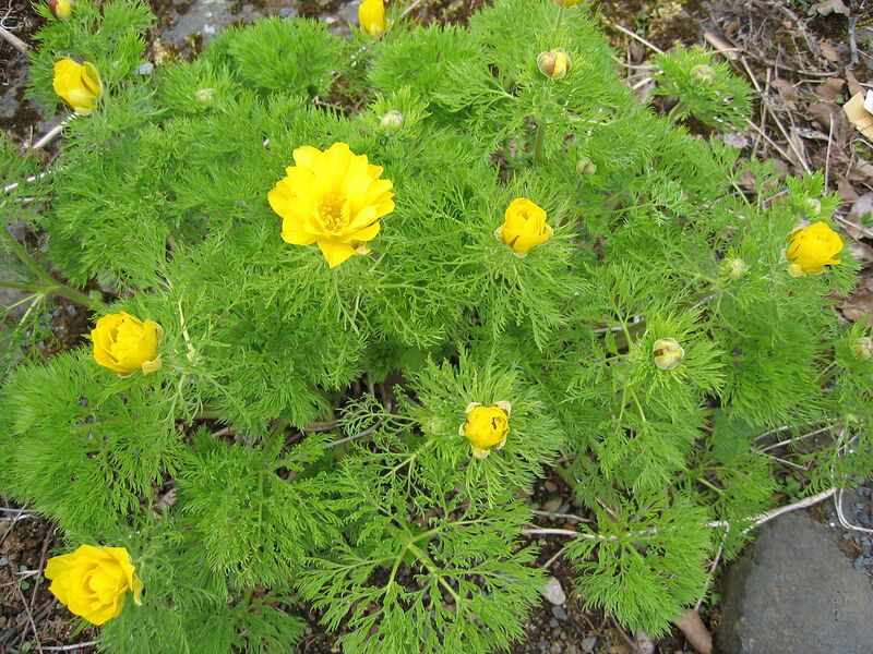 File:1280px-Adonis pyrenaica Brekkugoði.jpg