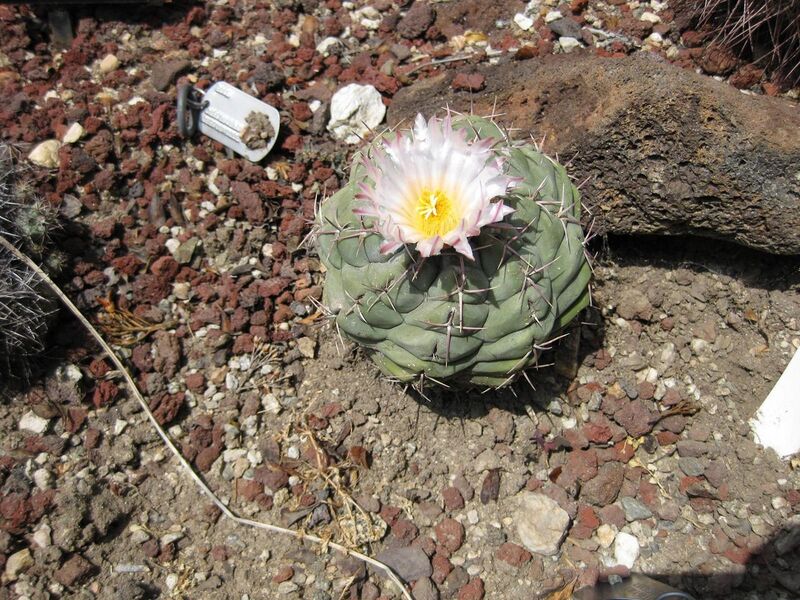 File:1280px-IMG 4264 hunt0904.jpg