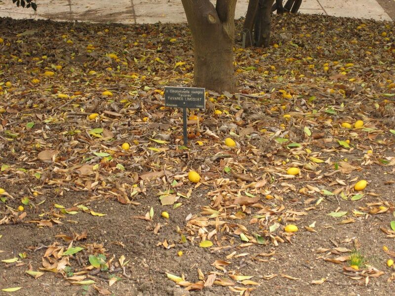 File:1280px-IMG 6924 hunt09jun.jpg