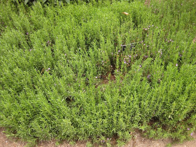 File:1280px-IMG 7120 hunt09jun.jpg