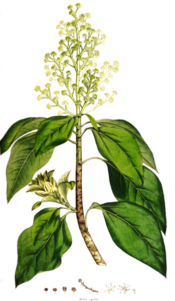 File:447px-Oreopanax capitata SmSo.png