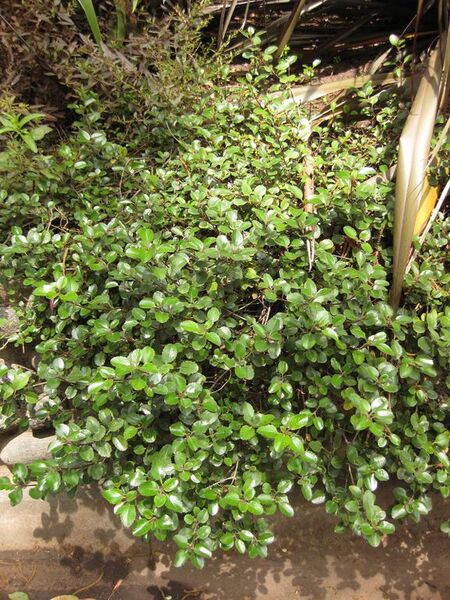 File:576px-IMG 7356 hunt09jun.jpg