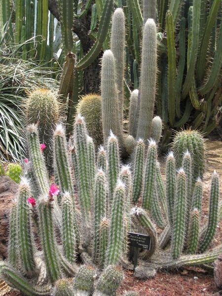 File:576px-IMG 7471 hunt09jun.jpg