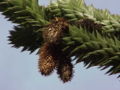 male cones