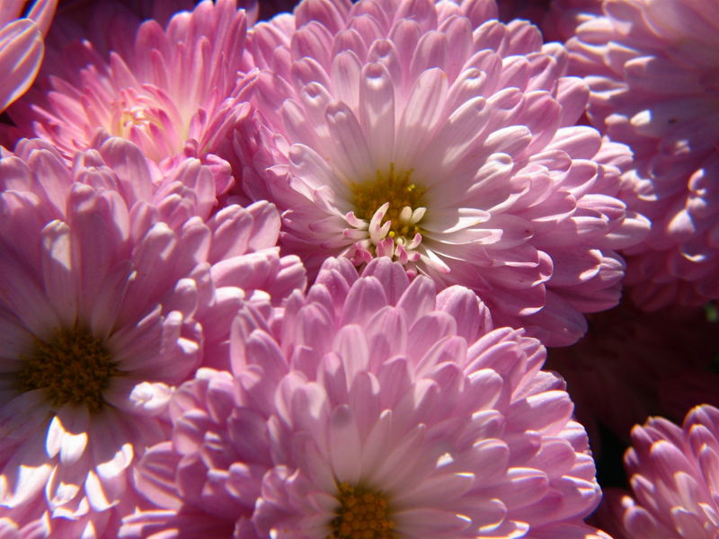 File:Autumn Chrysanthemums-7986.jpg