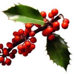 European Holly